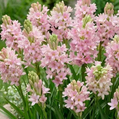 Полиантес (Тубероза) Chia Nong Sensation фото