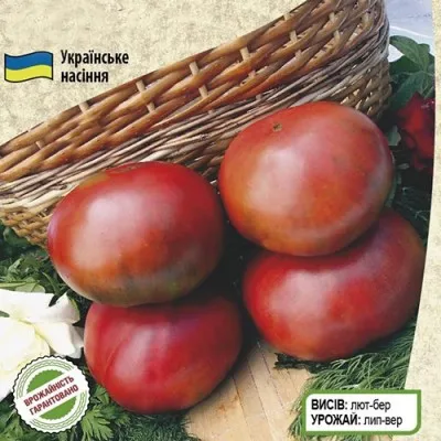 Томат Мулатка фото