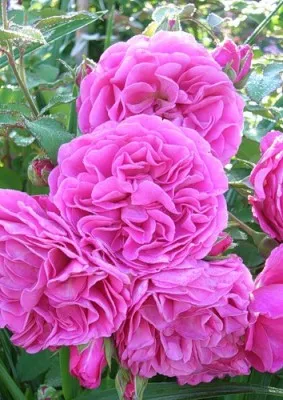 Роза Princess Alexandra фото