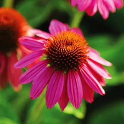 Эхинацея PowWow Wild Berry фото