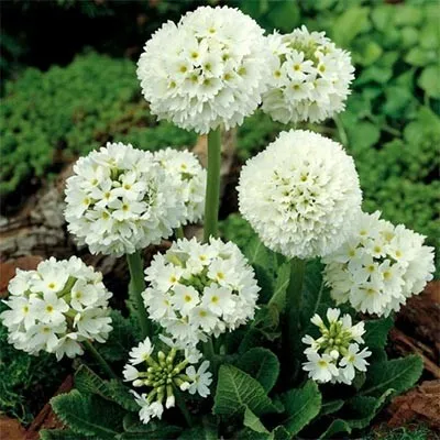 Примула Denticulata Alba фото