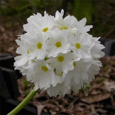 Примула Denticulata Alba фото
