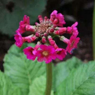 Примула Millers Crimson фото