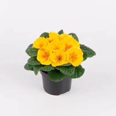 Примула Salome Golden yellow фото