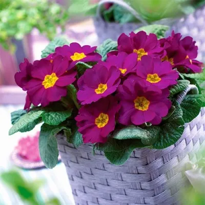 Примула Salome Lilac / violet фото