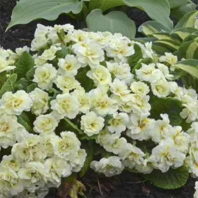 Примула Vanilla Cream фото