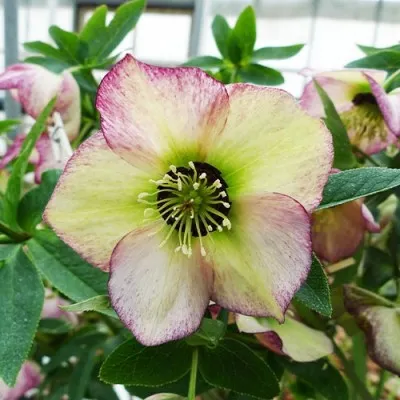 Морозник Prince Creme Picotee фото