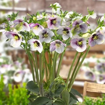 Морозник Prince Picotee фото