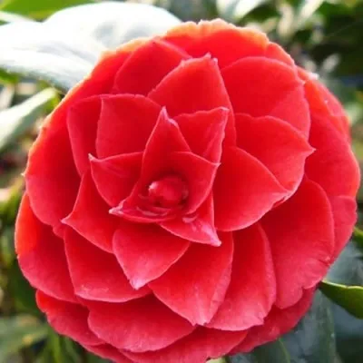 Камелия Principessa Baciocchi фото