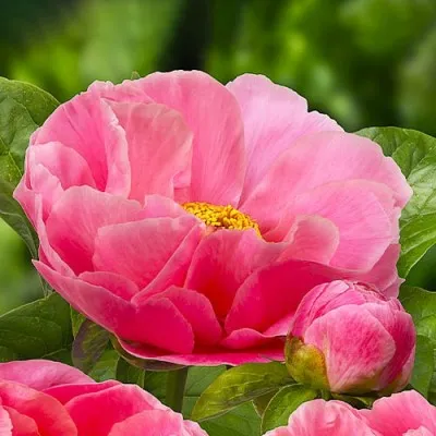 Пион Salmon Dream фото