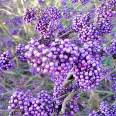 Красивоплодник Profusion фото