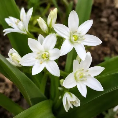 Пролеска Siberica Alba фото