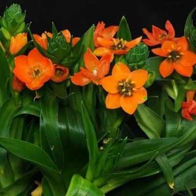 Орнитогалум Dubium Orange фото
