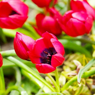 Тюльпан Pulchella Lilliput фото