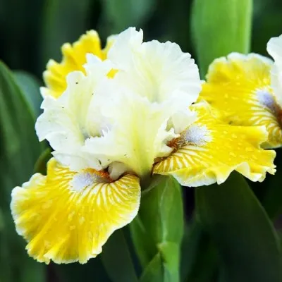 Ирис Pumila Piero фото