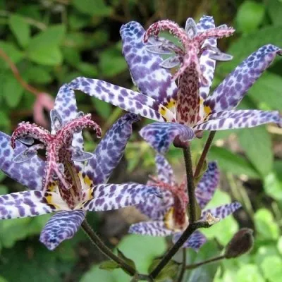 Трициртис Purple Blue фото