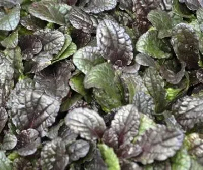 Аюга Purple Brocade фото