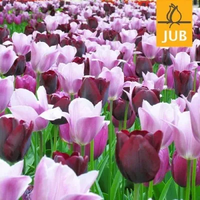 Микс ландшафтный Queens (Брендовые луковицы Jub Holland) фото