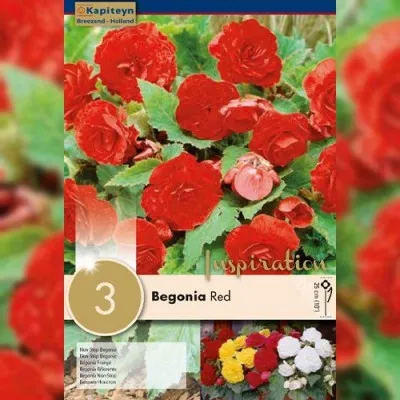 Рек-бокс Бегония Non Stop Red (Брендовые луковицы KAPITEYN®) фото