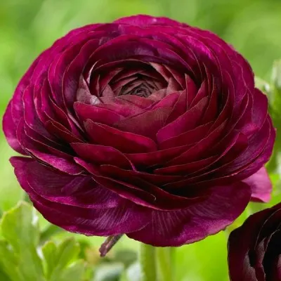 Ранункулюс Tomer Purple фото