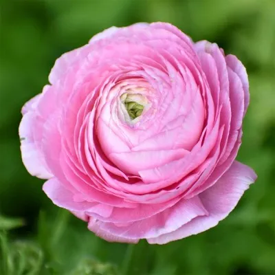 Ранункулюс Tomer Roze фото