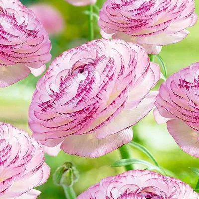 Ранункулюс (лютик) Picotee Pink фото