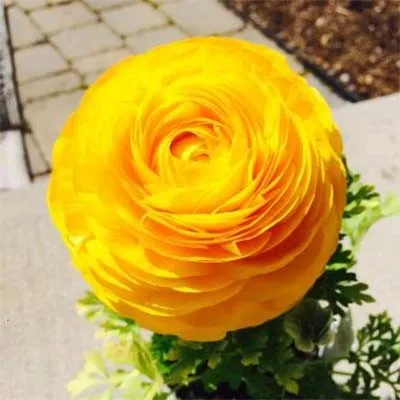 Ранункулюс Tomer Yellow фото