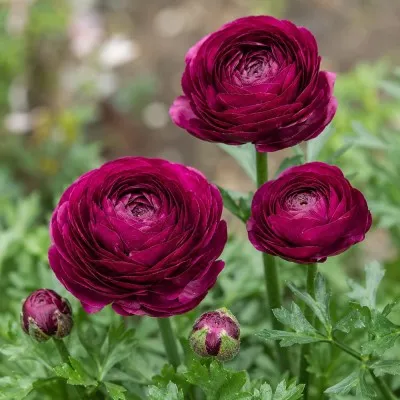 Ранункулюс (лютик) Aviv Purple фото