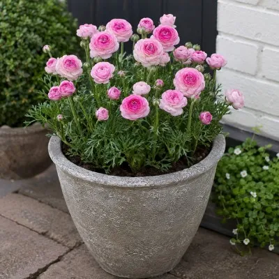 Ранункулюс (лютик) Picotee Roze фото