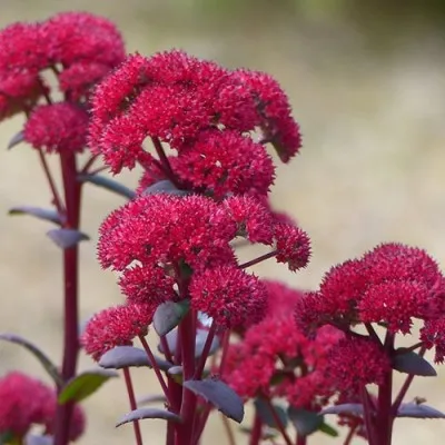 Седум Red Cauli фото