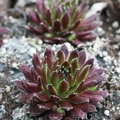 Каменная роза Red Papaver фото