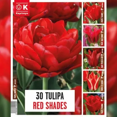 Тюльпаны Red Shades (Брендовые луковицы KAPITEYN®) фото