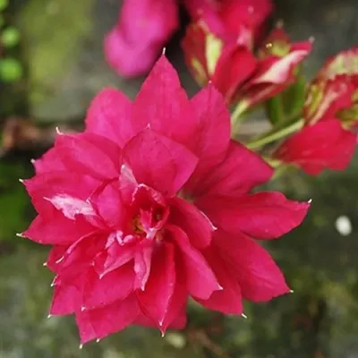 Клематис Red Star фото