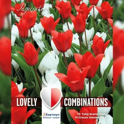 Комбо Тюльпаны Red и Крокусы White (Брендовые луковицы KAPITEYN®) фото