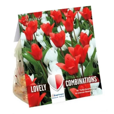 Комбо Тюльпаны Red и Крокусы White (Брендовые луковицы KAPITEYN®) фото