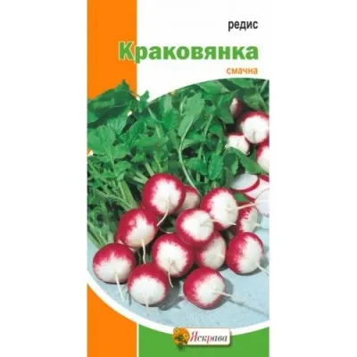 Редис Краковянка фото