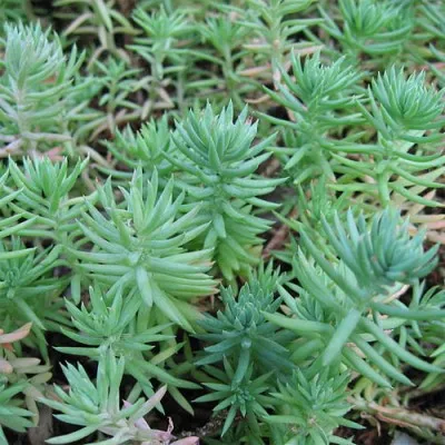 Седум Reflexum фото