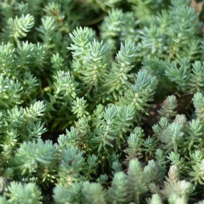 Седум Reflexum фото