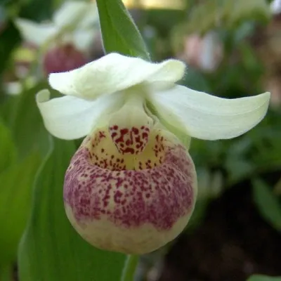 Циприпедиум Reginae Flavum фото