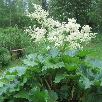 Ревень Rhabarbarum фото