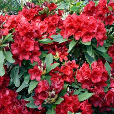 Рододендрон Dotella фото