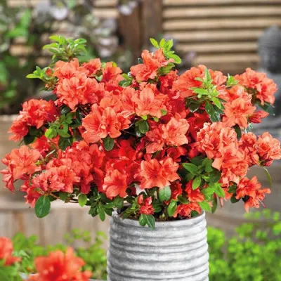 Рододендрон Geisha Orange фото
