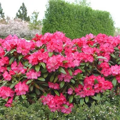 Рододендрон Morgenrot фото