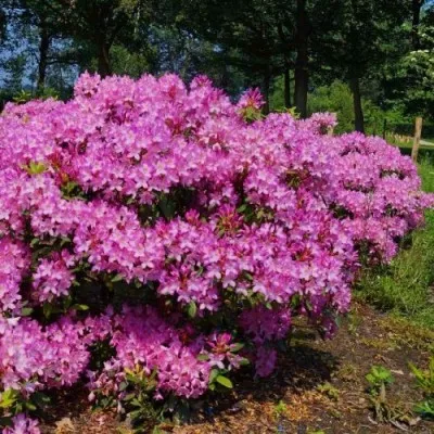 Рододендрон Roseum фото