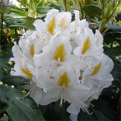 Рододендрон Madame Masson фото