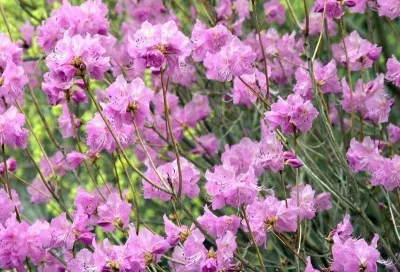 Рододендрон Korean фото