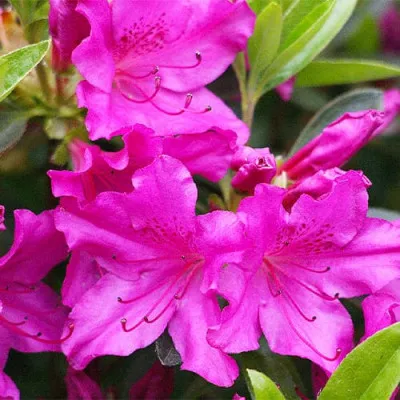 Рододендрон Blue Danube фото