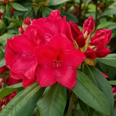 Рододендрон Busuki фото