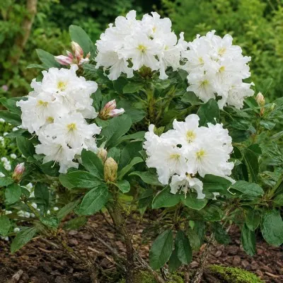 Рододендрон Cunningham's White фото