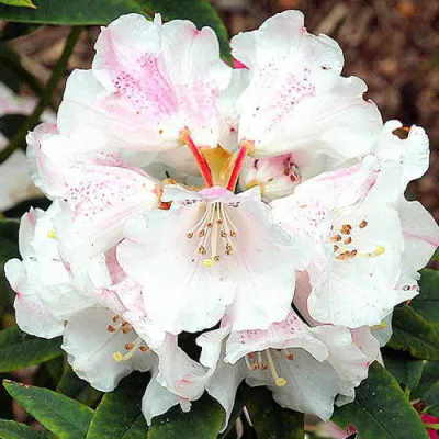 Рододендрон Gartendirektor Rieger фото